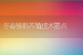 冬春雏鹅养殖技术要点