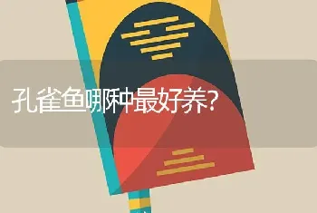 孔雀鱼哪种最好养？