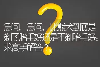 急问.急问，比熊犬到底是剃了胎毛好还是不剃胎毛好。求高手解答？