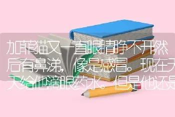 加菲猫眼睛睁不有鼻涕，像是感冒,是怎么回事啊？