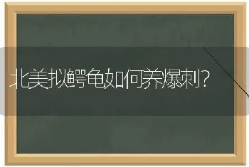 北美拟鳄龟如何养爆刺？