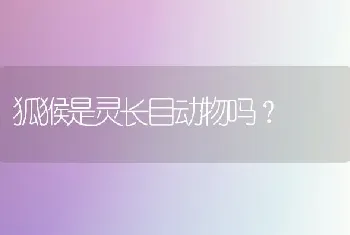 狐猴是灵长目动物吗？