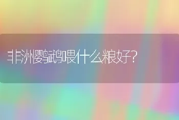 非洲鹦鹉喂什么粮好？