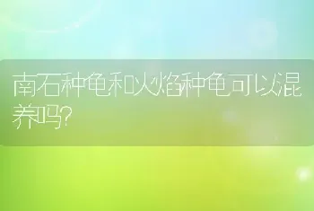 南石种龟和火焰种龟可以混养吗？