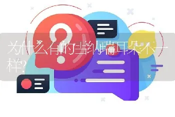 为什么有的雪纳瑞耳朵不一样？