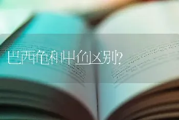 巴西龟和甲鱼区别？