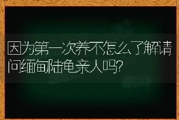 因为第一次养不怎么了解请问缅甸陆龟亲人吗？