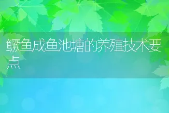 鳜鱼成鱼池塘的养殖技术要点