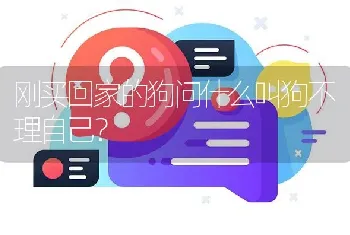 刚买回家的狗问什么叫狗不理自己？