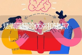 矮脚蓝猫的优点和缺点？