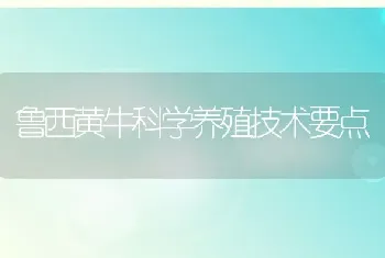 鲁西黄牛科学养殖技术要点