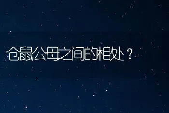 仓鼠公母之间的相处？