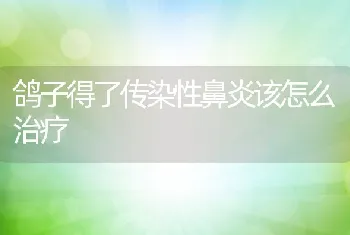 鸽子得了传染性鼻炎该怎么治疗