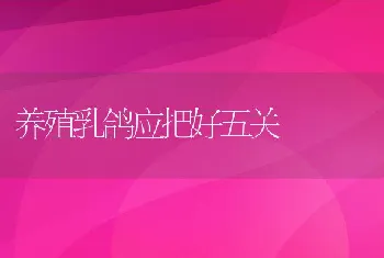 养殖乳鸽应把好五关