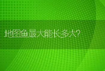 地图鱼最大能长多大？