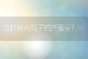 怎样提高鸭子的产蛋量？