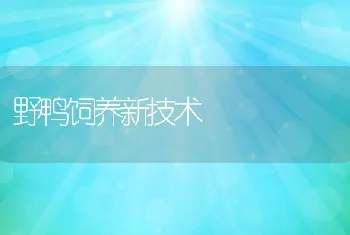 野鸭饲养新技术