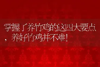 掌握了养竹鸡的这四大要点，养好竹鸡并不难！