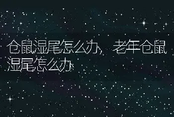 仓鼠湿尾怎么办，老年仓鼠湿尾怎么办