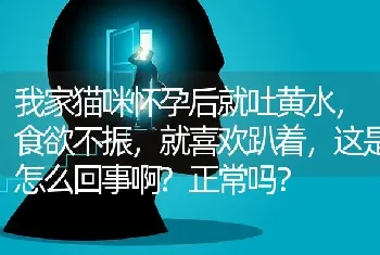 我家猫咪怀孕后就吐黄水，食欲不振，就喜欢趴着，这是怎么回事啊?正常吗？