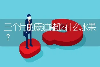 三个月的泰迪能吃什么水果？