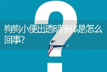 狗狗小便出透明液体是怎么回事？