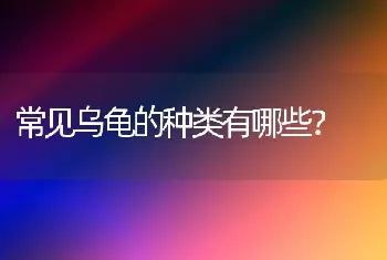 常见乌龟的种类有哪些？