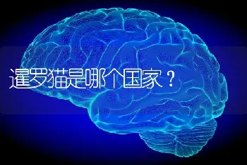 暹罗猫是哪个国家？