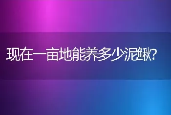 现在一亩地能养多少泥鳅？