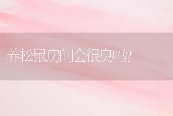 养松鼠房间会很臭吗？