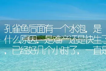 孔雀鱼后面有一个水泡，是什么原因