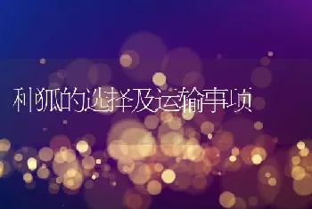 种狐的选择及运输事项