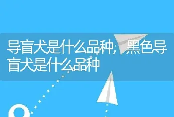 导盲犬是什么品种，黑色导盲犬是什么品种