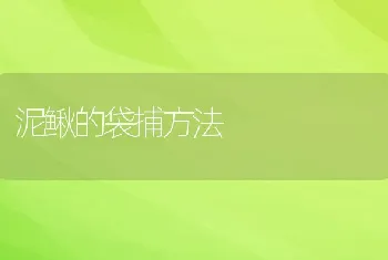 泥鳅的袋捕方法