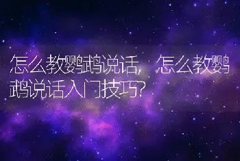 怎么教鹦鹉说话，怎么教鹦鹉说话入门技巧？