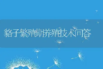 貉子繁殖期养殖技术问答