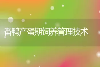 番鸭产蛋期饲养管理技术