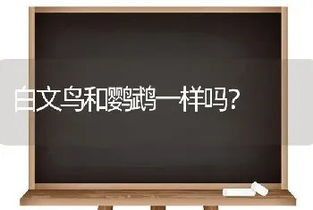 白文鸟和鹦鹉一样吗？