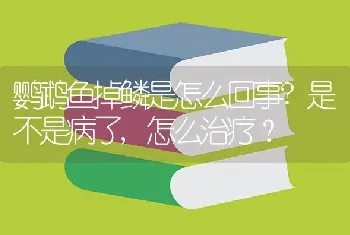 鹦鹉鱼掉鳞是怎么回事？是不是病了,怎么治疗？