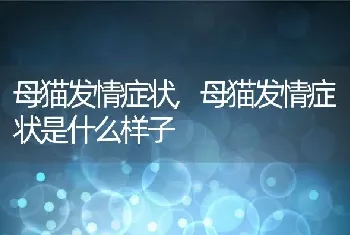 母猫发情症状，母猫发情症状是什么样子