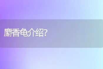 麝香龟介绍？