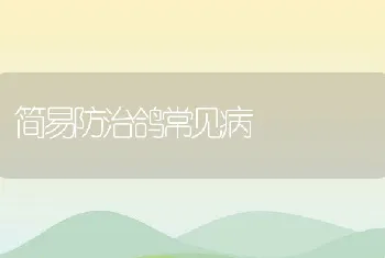 简易防治鸽常见病