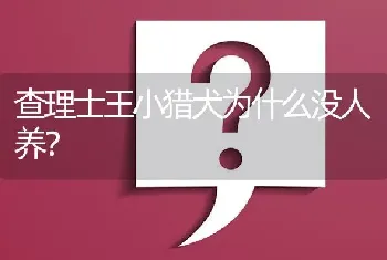 查理士王小猎犬为什么没人养？