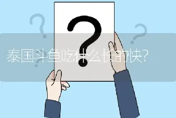 泰国斗鱼吃什么长的快？