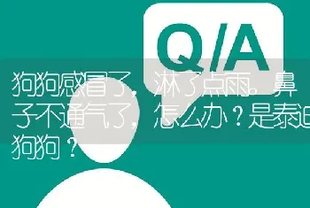 狗狗感冒了，淋了点雨。鼻子不通气了，怎么办？是泰迪狗狗？