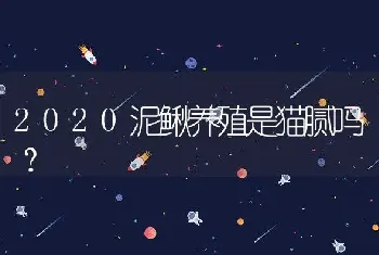 2020泥鳅养殖是猫腻吗？