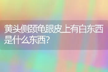 黄头侧颈龟眼皮上有白东西是什么东西？