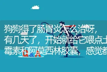 狗狗得了肠胃炎怎么治呀，有几天了，开始就给它喂点土霉素和阿莫西林胶囊，感觉都没有什么效果？