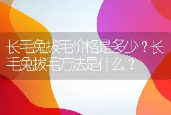 长毛兔拔毛价格是多少？长毛兔拔毛方法是什么？