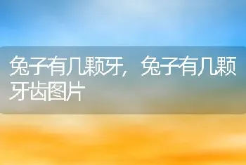 兔子有几颗牙，兔子有几颗牙齿图片